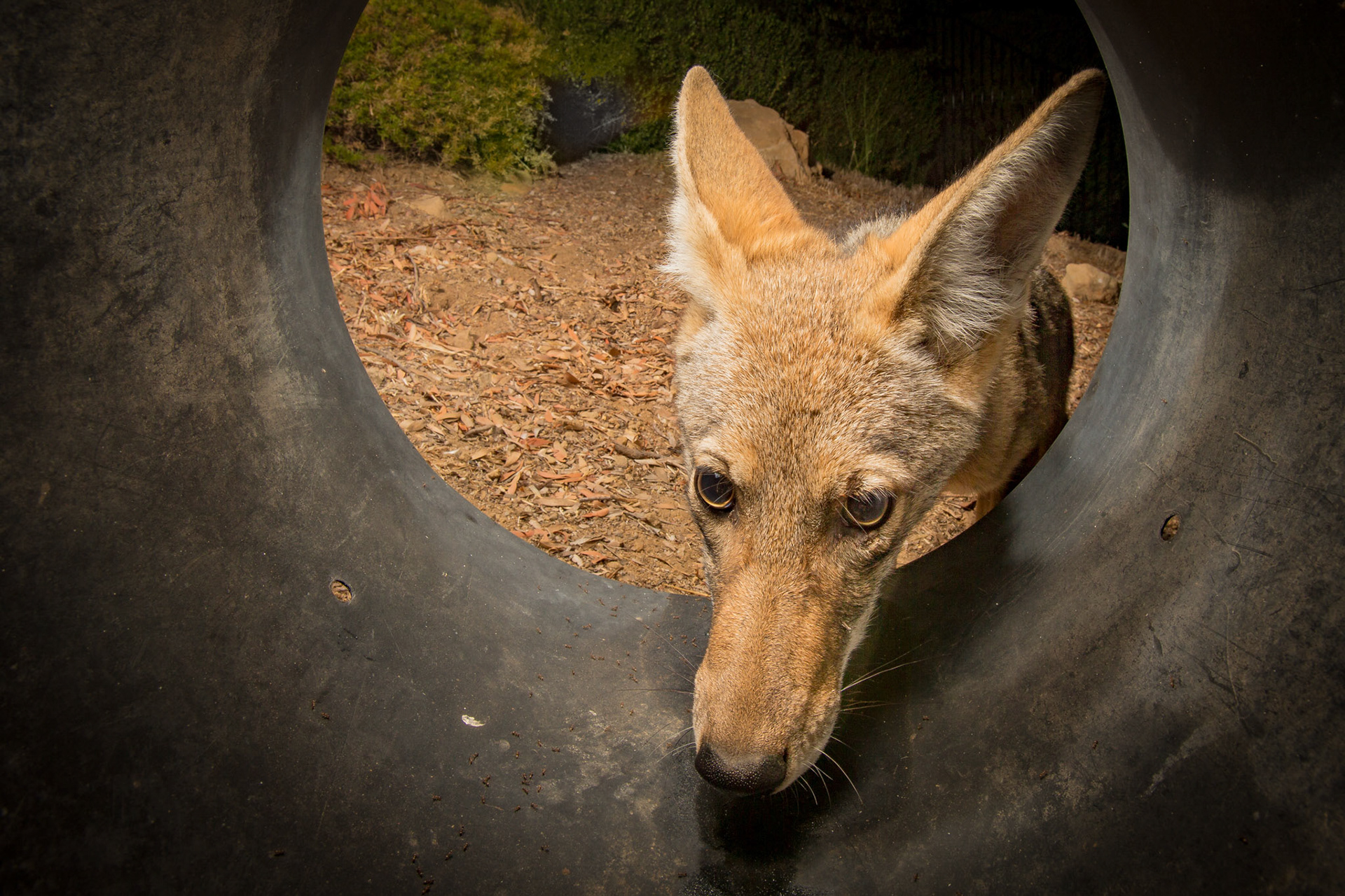 Coyote checking inside overturned flower pot. No bait, just curiosity and 155 days of waiting.