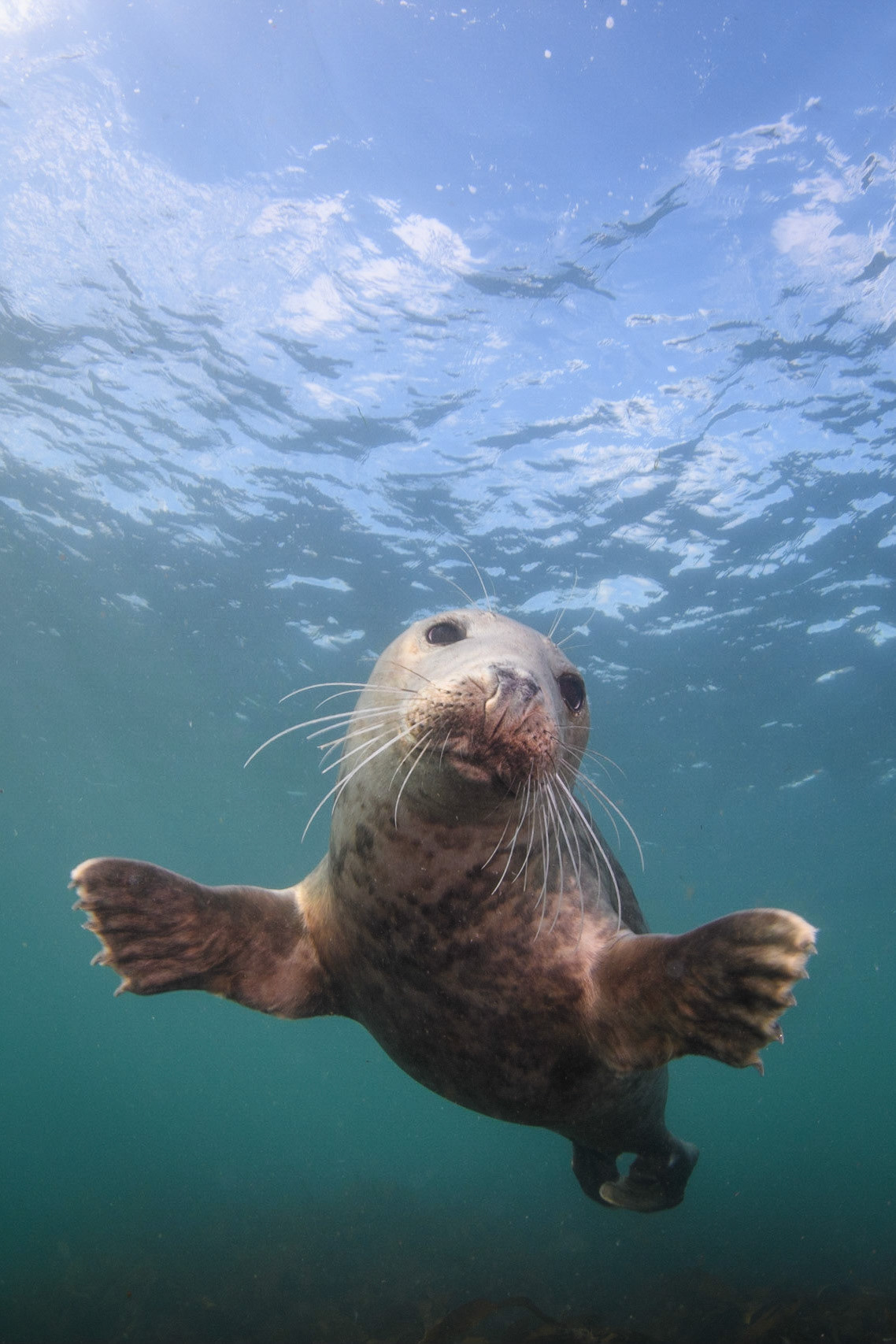 Grey seal, Farne Islands, UK