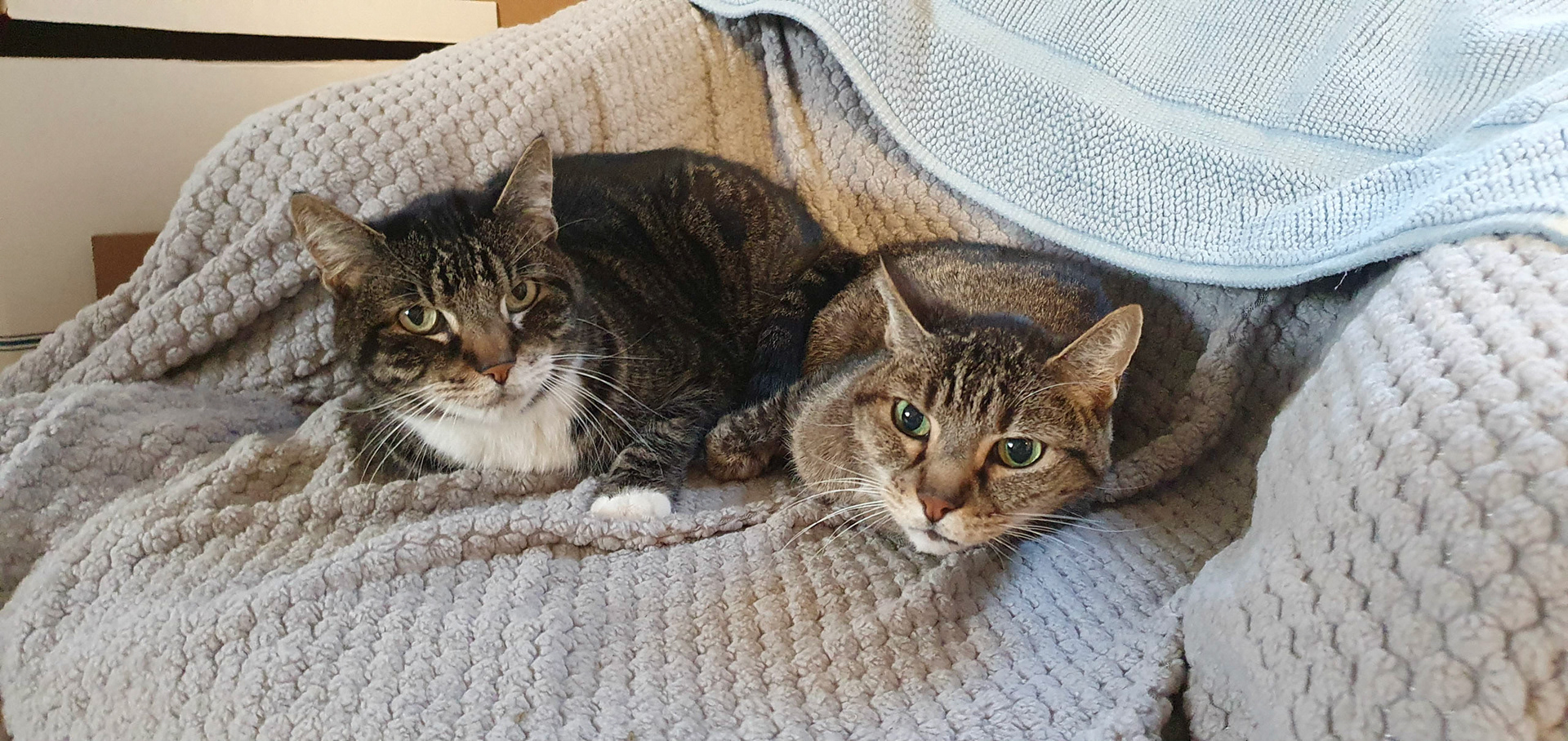 The cats were not impressed by the visitor