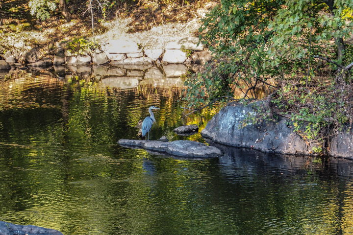 Bird Watching 8, Photo on Metal by Paul Richardson, 11" x 14", $75