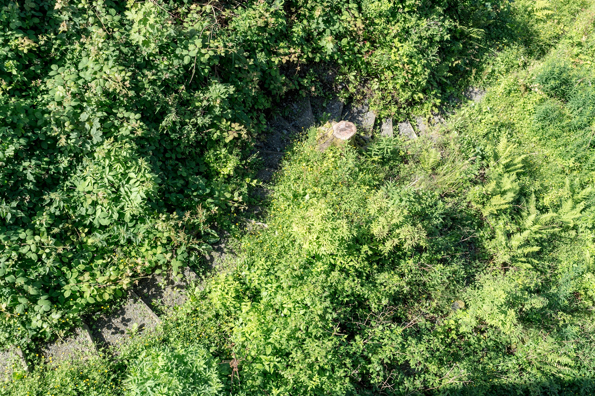 Durch's Grüne / Through the Green