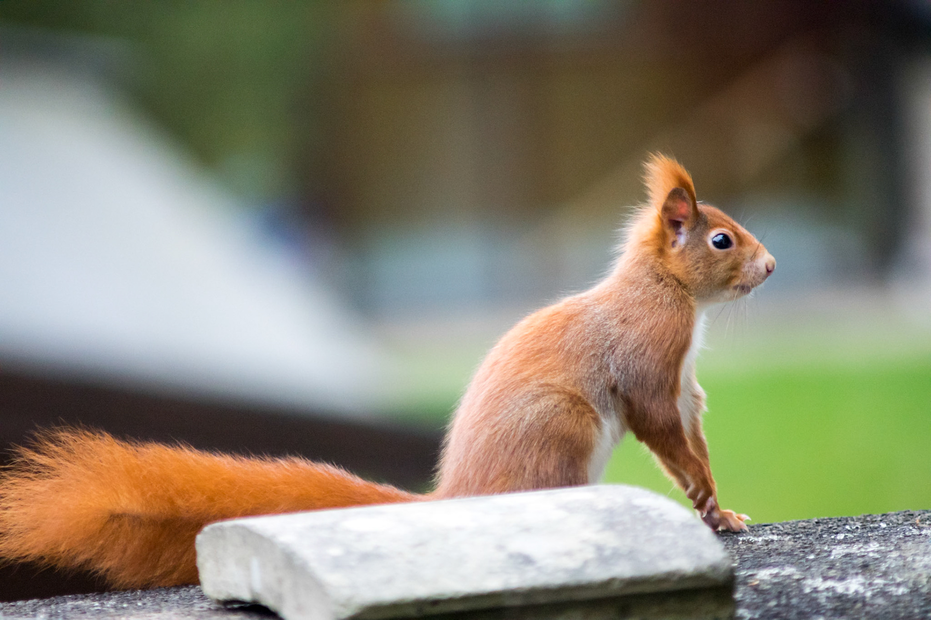 SONY ILCA-77M2 | Minolta 70-210mm F4 @ ISO 2000 | 210 mm | f/4 | 1/400 s