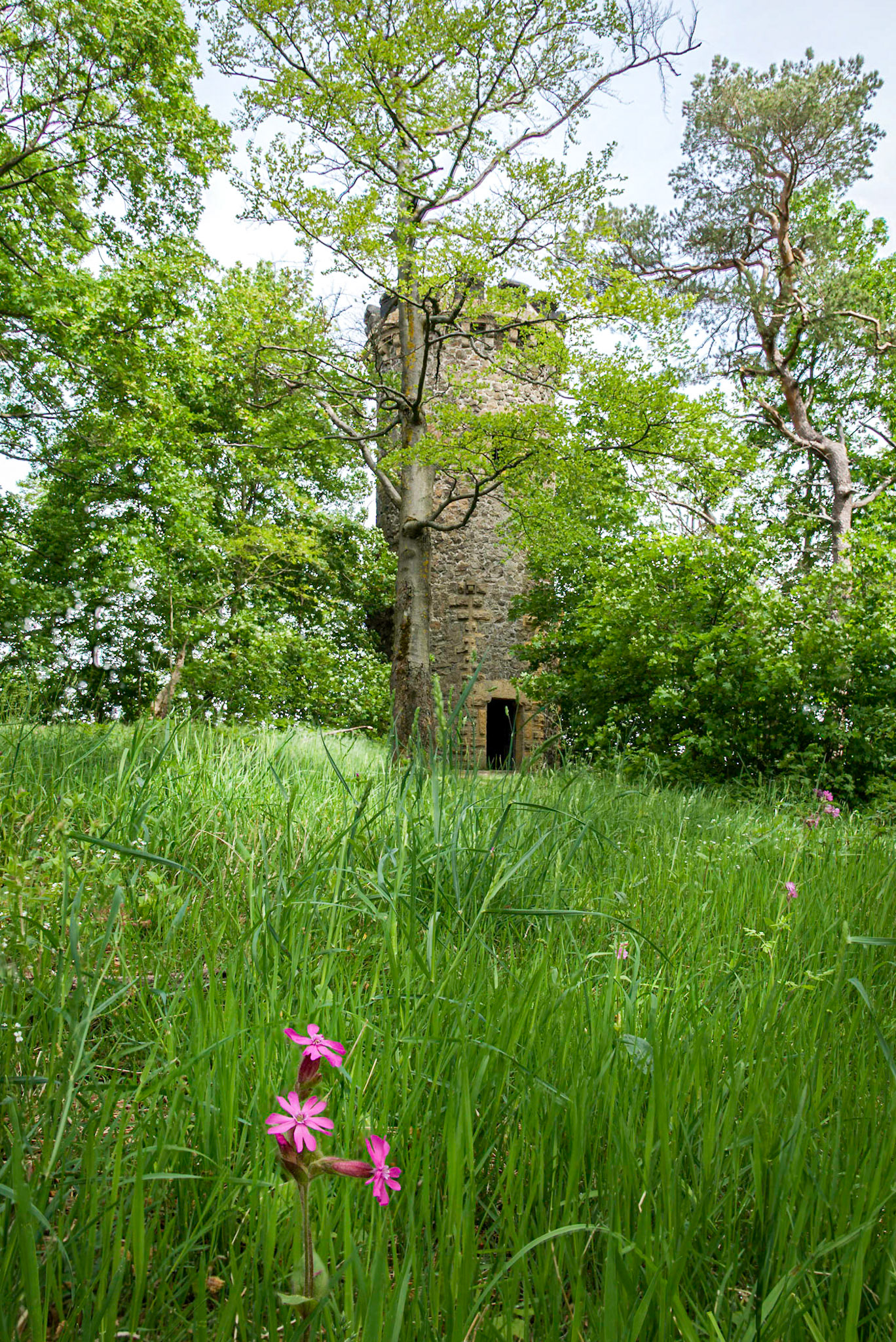 Blume vor Steinbergturm