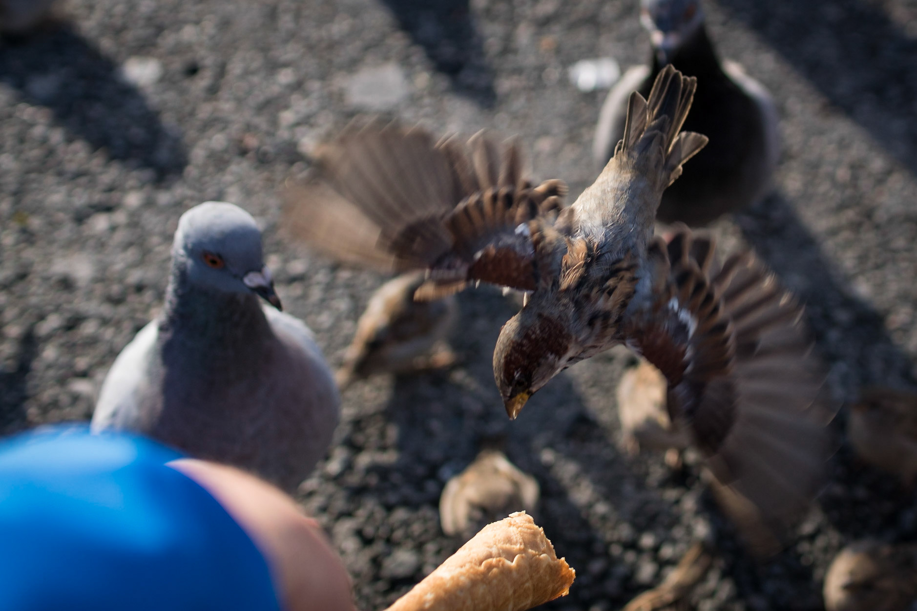 Sony ILCA-77M2 | DT 30mm F1.4 @ ISO 100 | 30 mm | f/2.5 | 1/1000 s