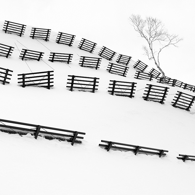 Fence and Tree. Hokkaido, Japan.