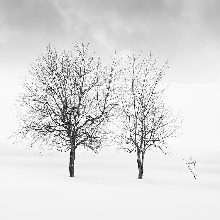 Biei's tree.