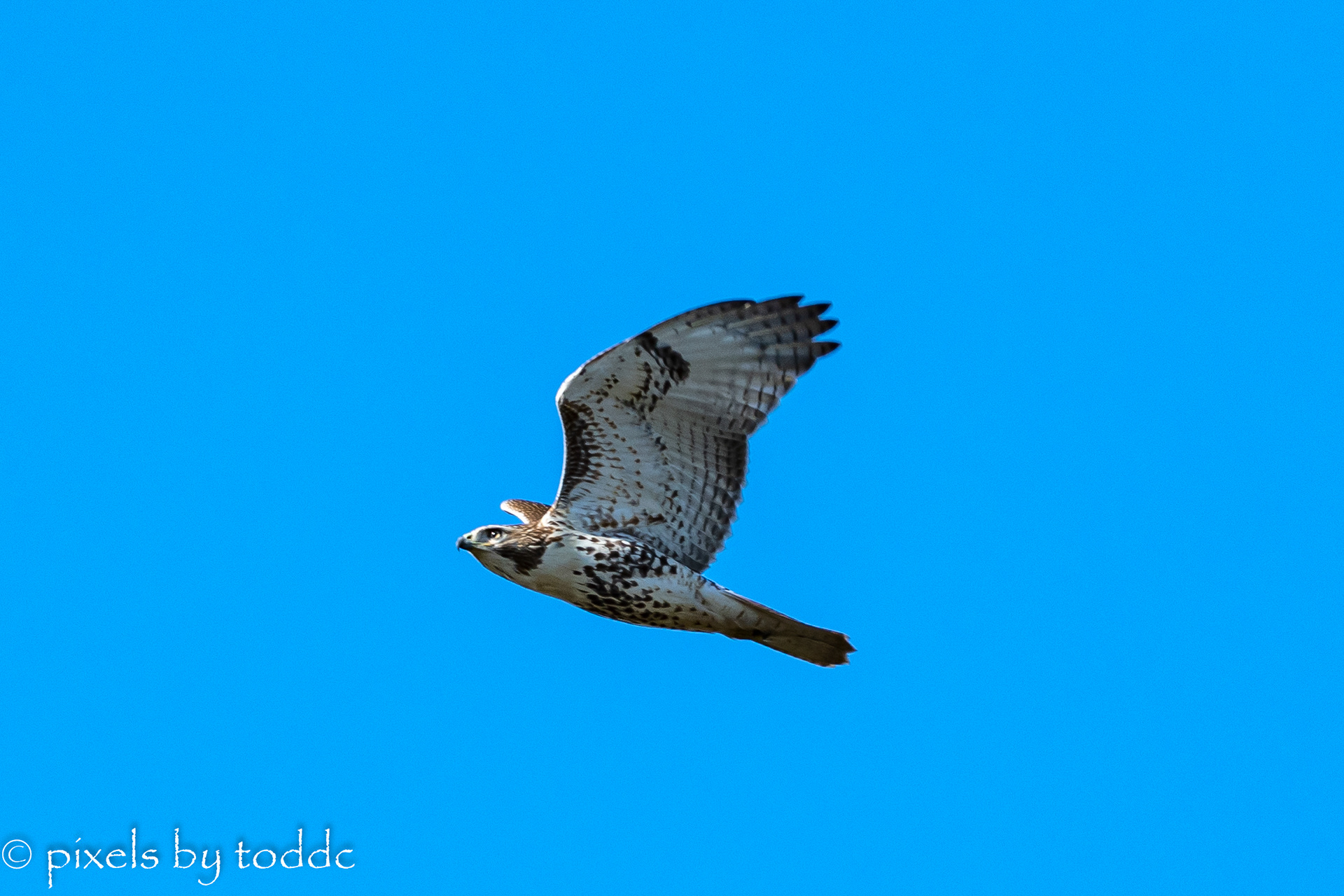 Red Tail Hawk