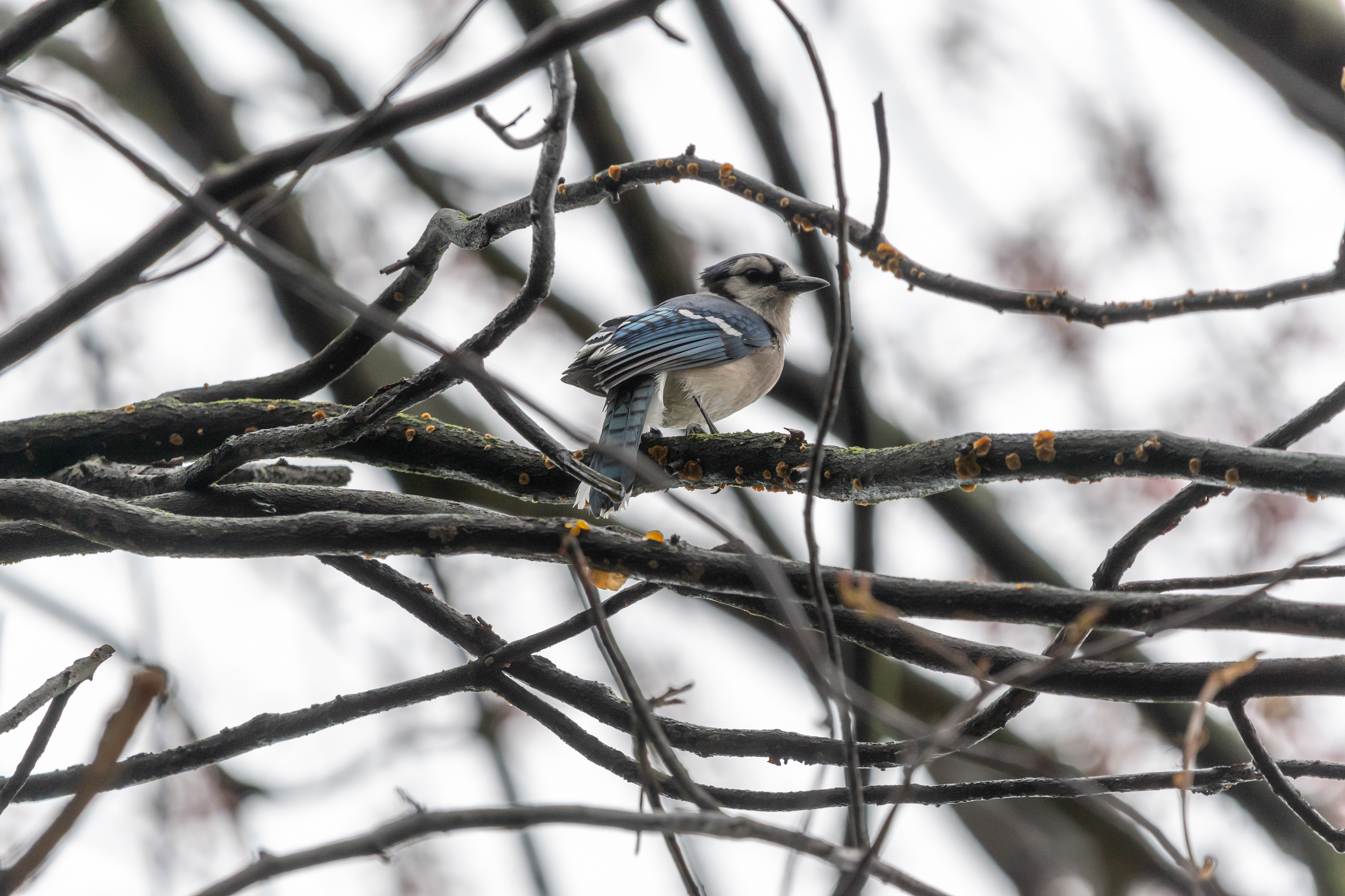 Blue Jay