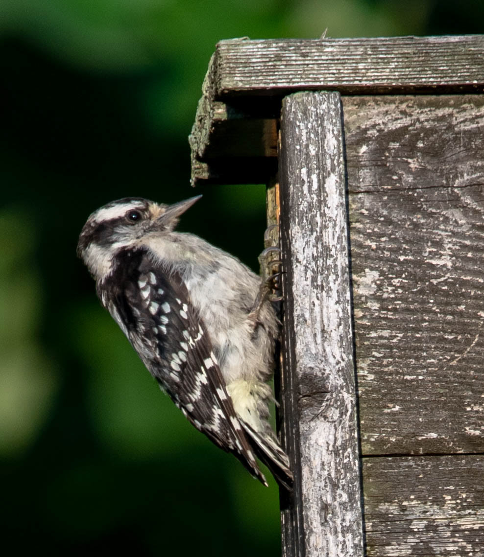 Juvenile Red-Headed Woodpecker