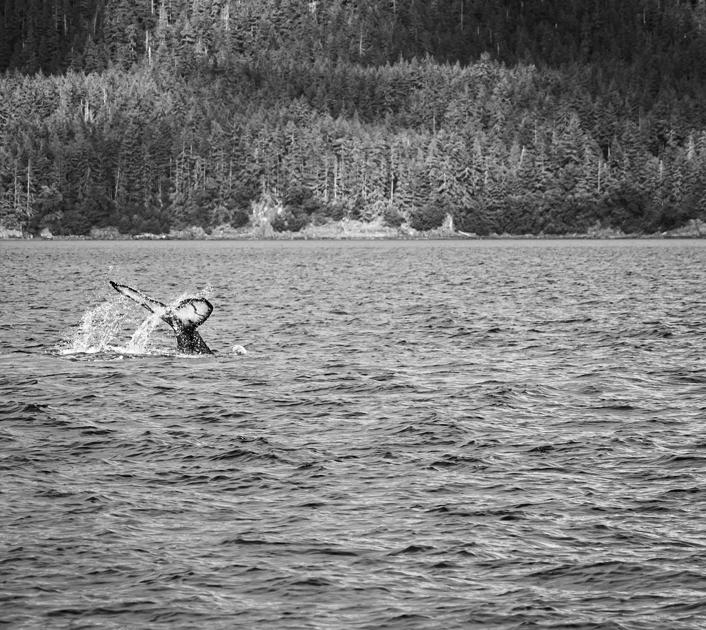 Whale-watching Bolt in Juneau Alaska