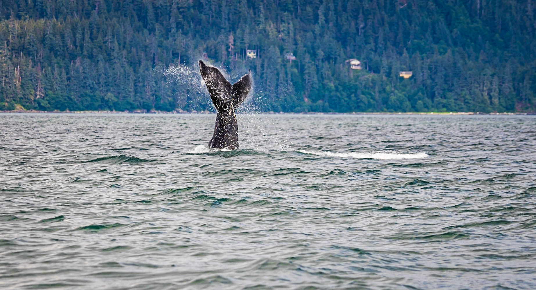 Whale-watching Bolt in Juneau Alaska