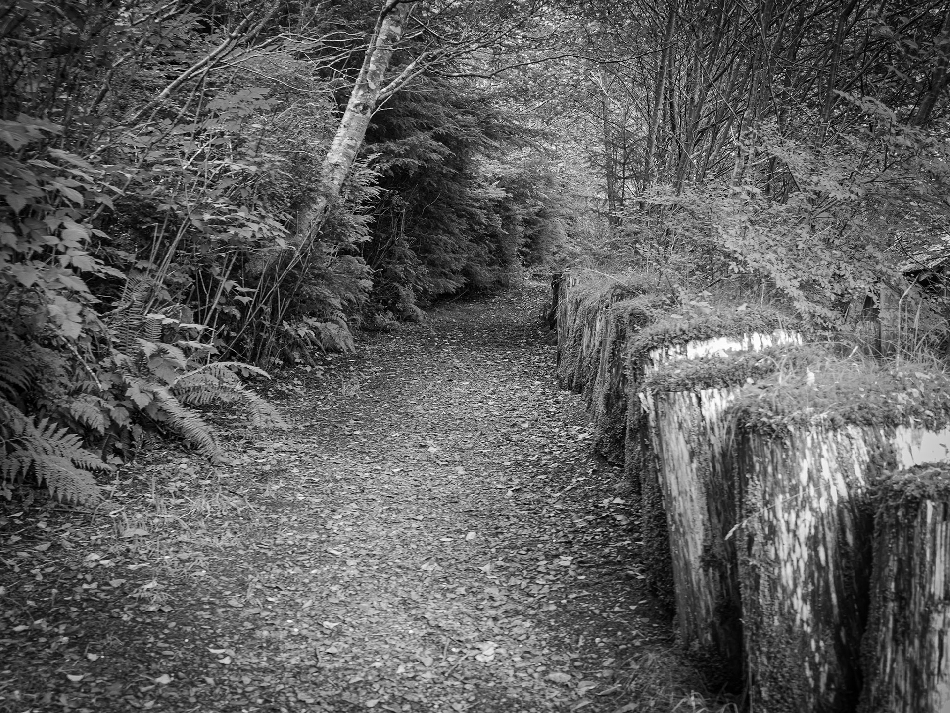 Path in Ketchikan lined with moss covered stumps