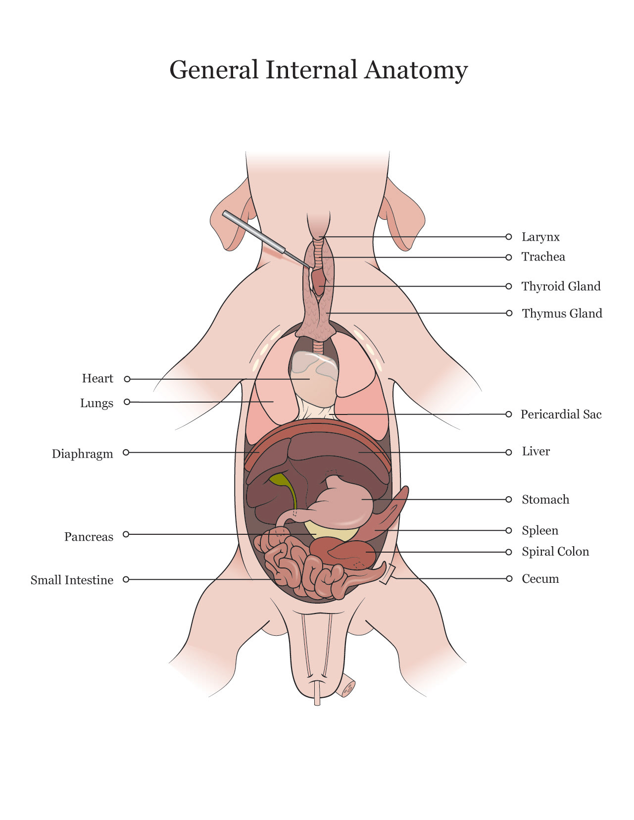 fetal pig gallbladder cystic duct