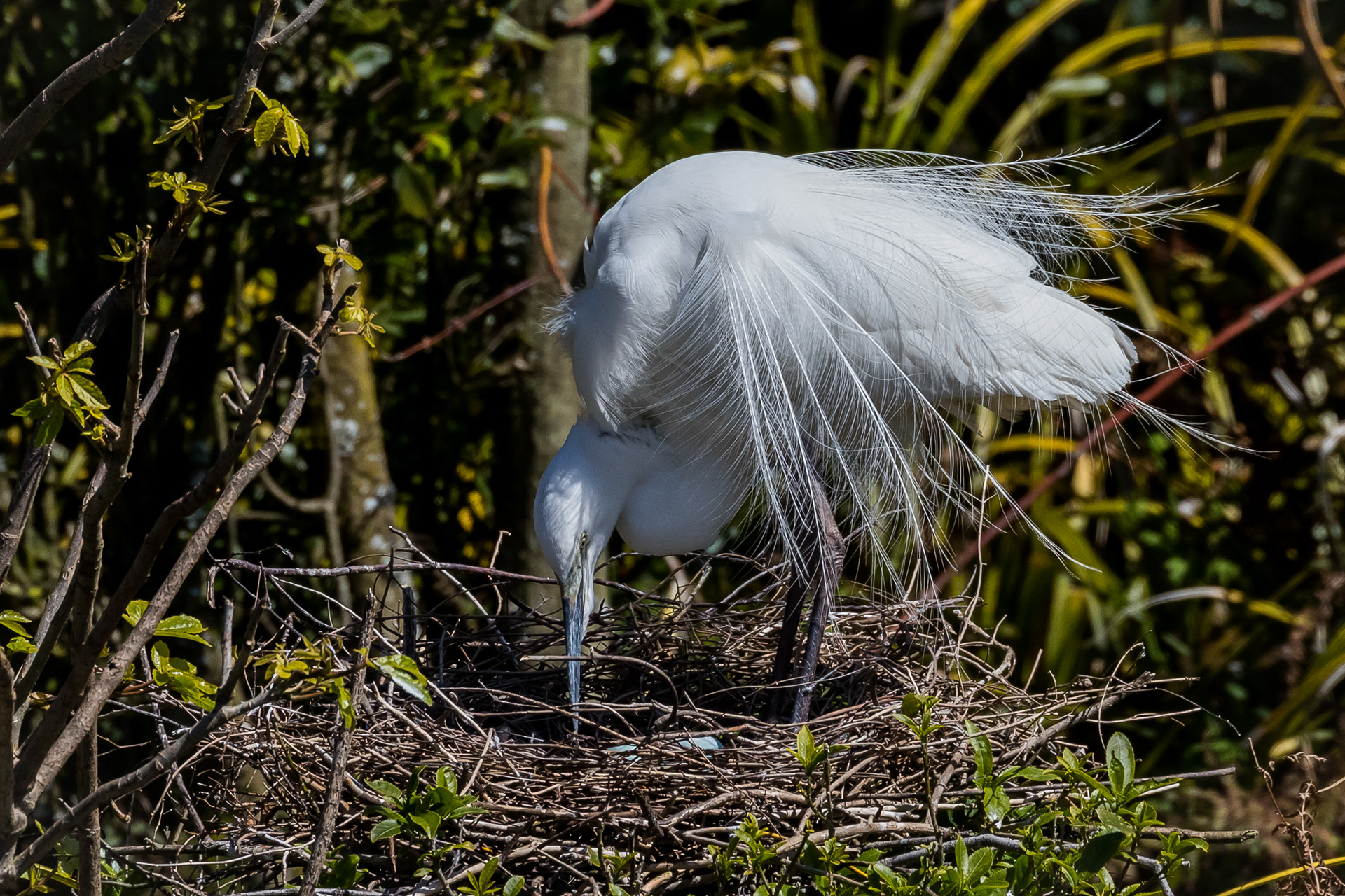 Kōtuku (White Heron)