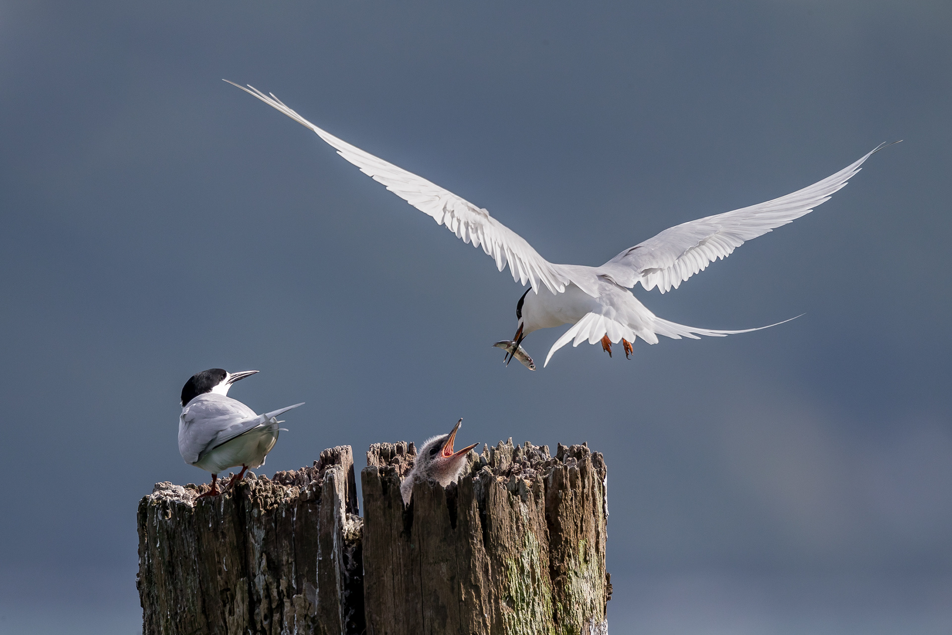 White-fronted Tern