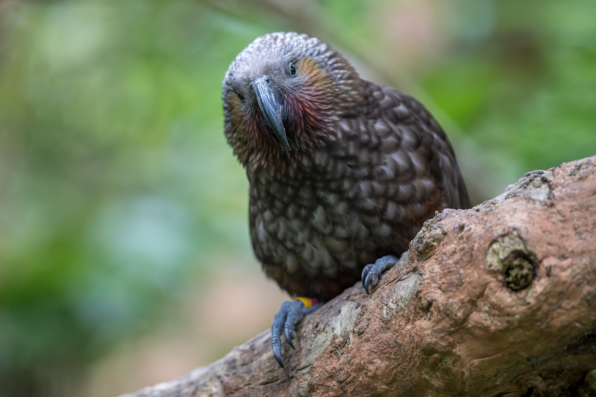 North Island Kākā