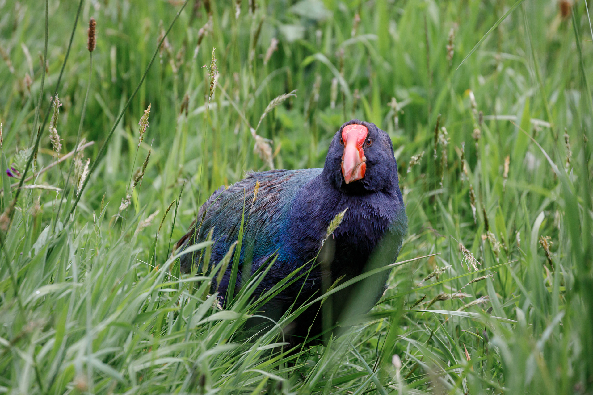 Takahē