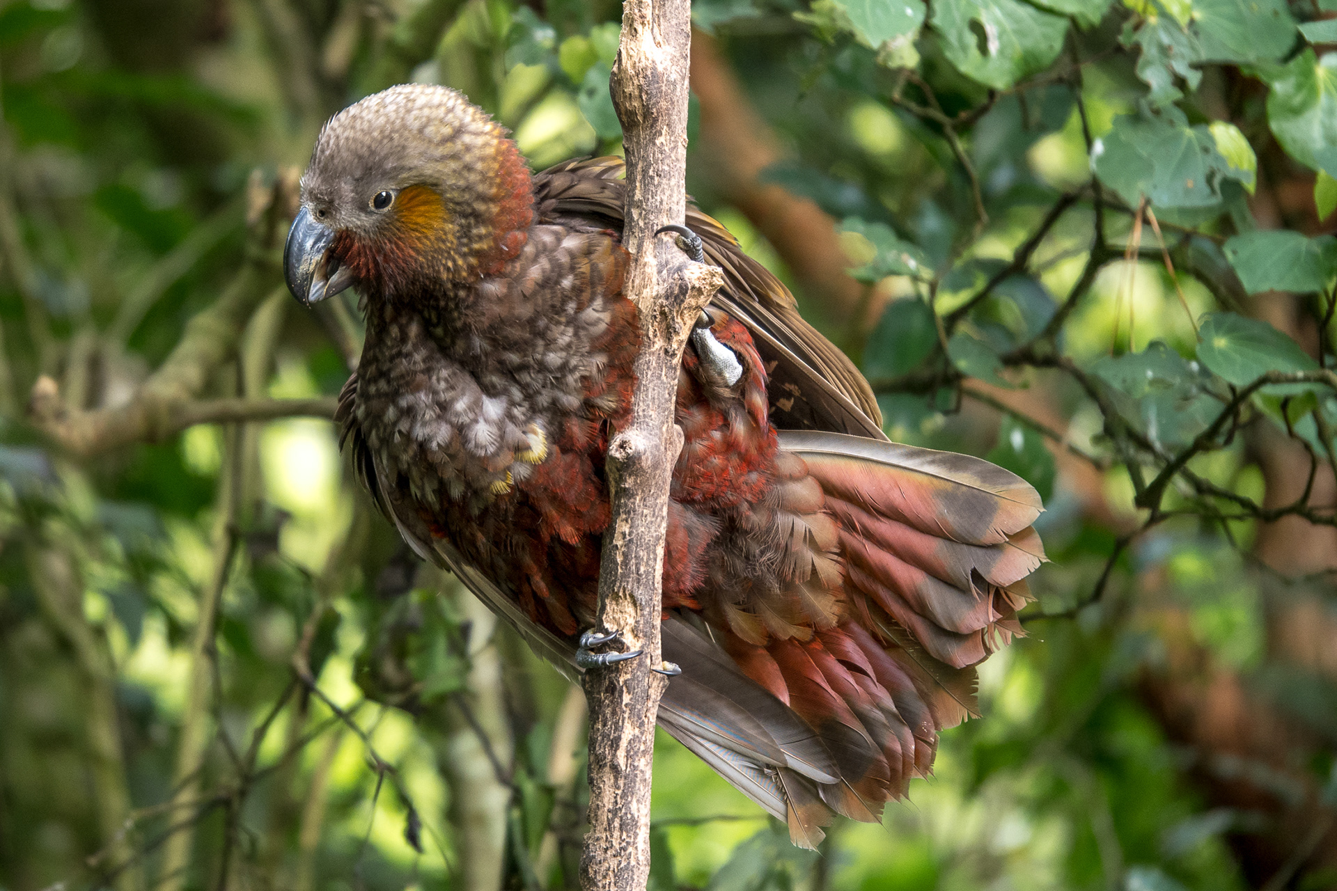 North Island Kākā