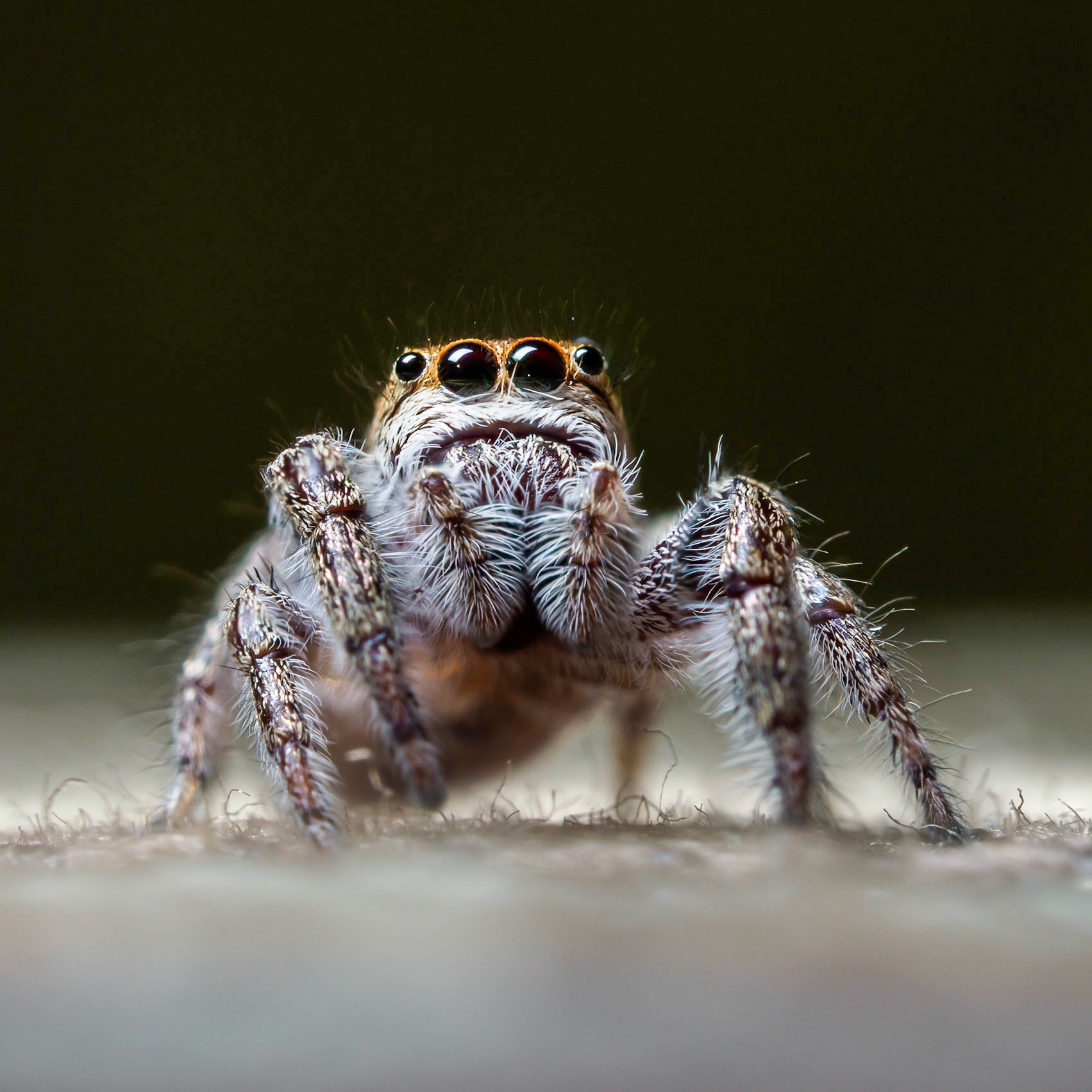 "Jumping Spider"