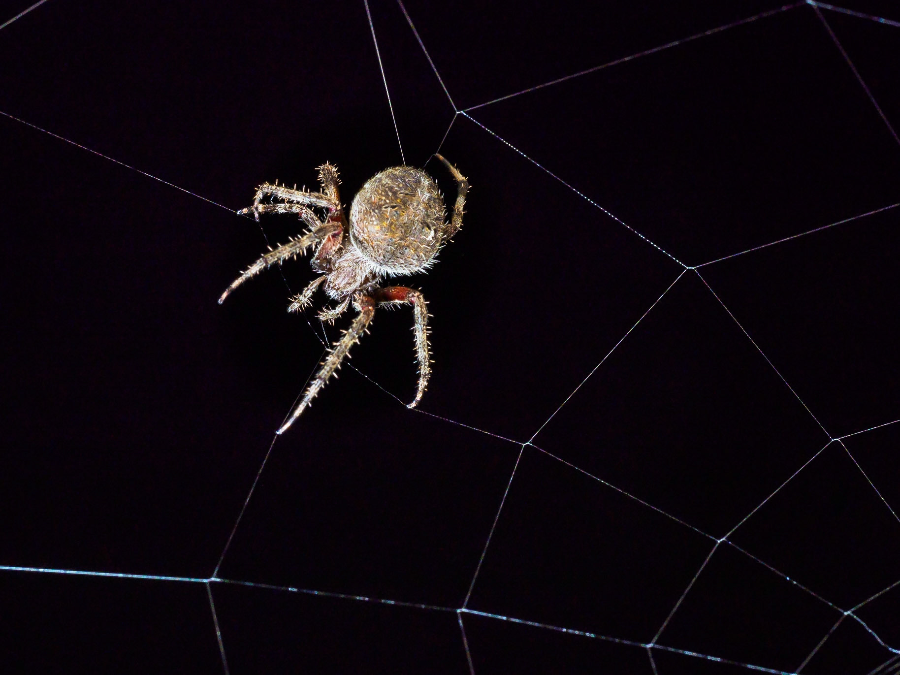 "Building a Web"