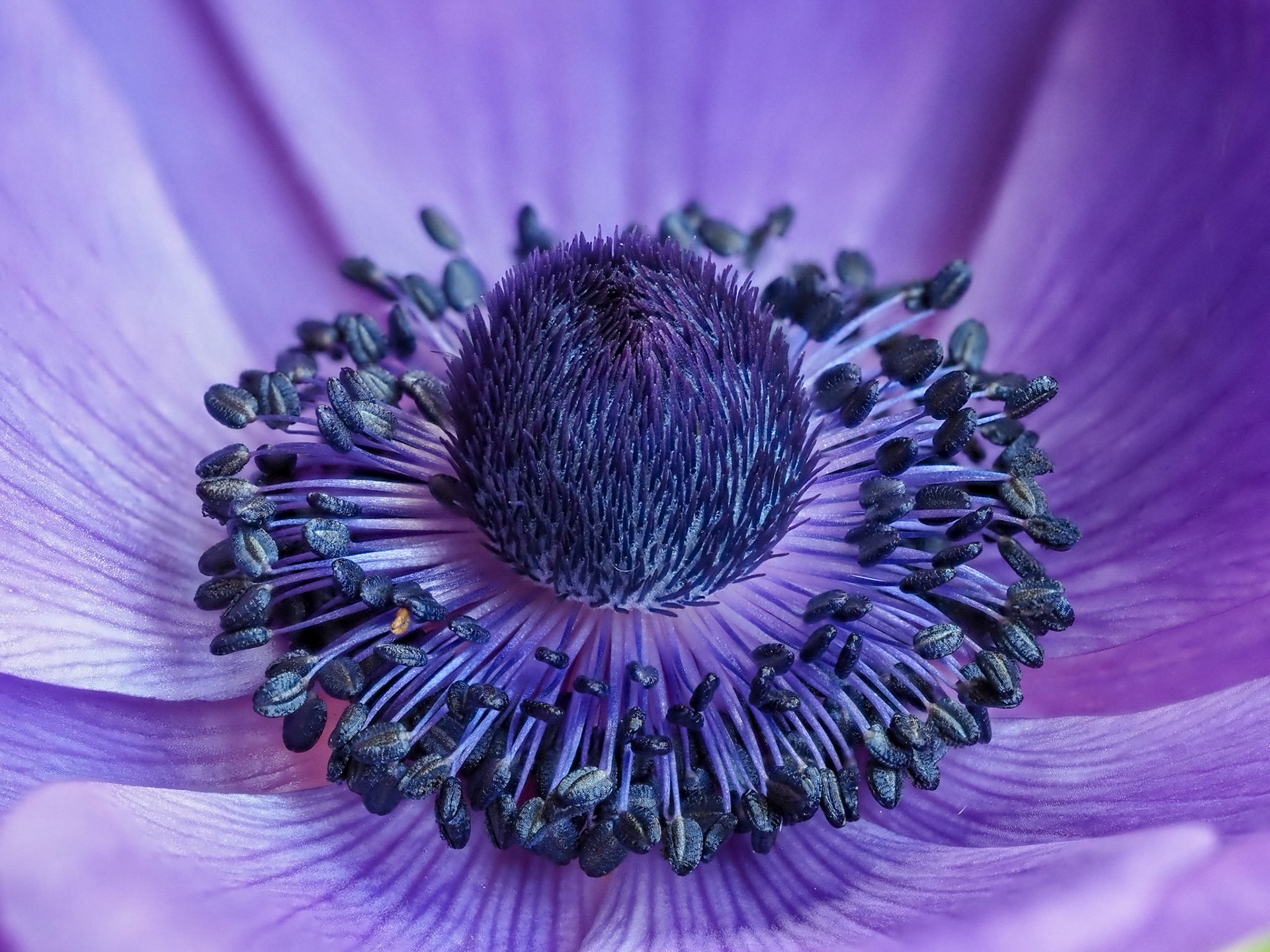 "Purple Flower"
