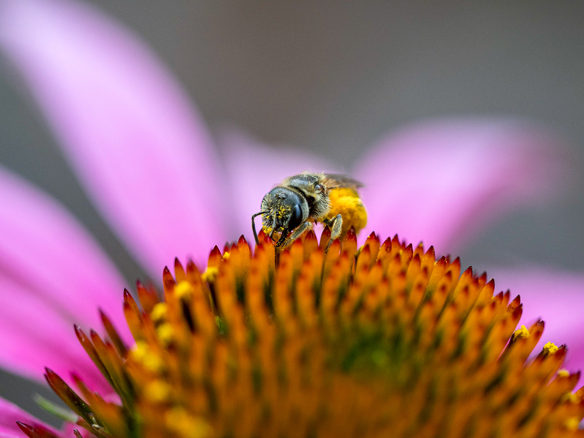 Following the Pollen Trail