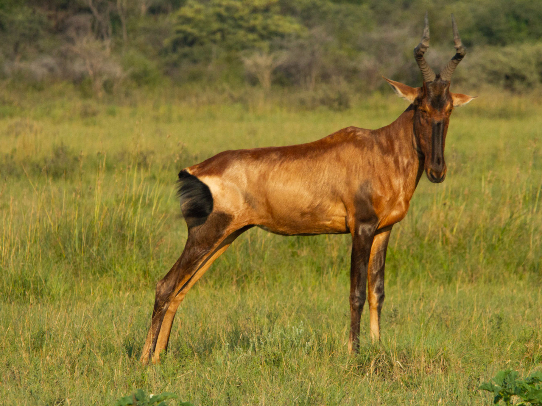 ecwilliamsphotography Khama Rhino Sanctuary