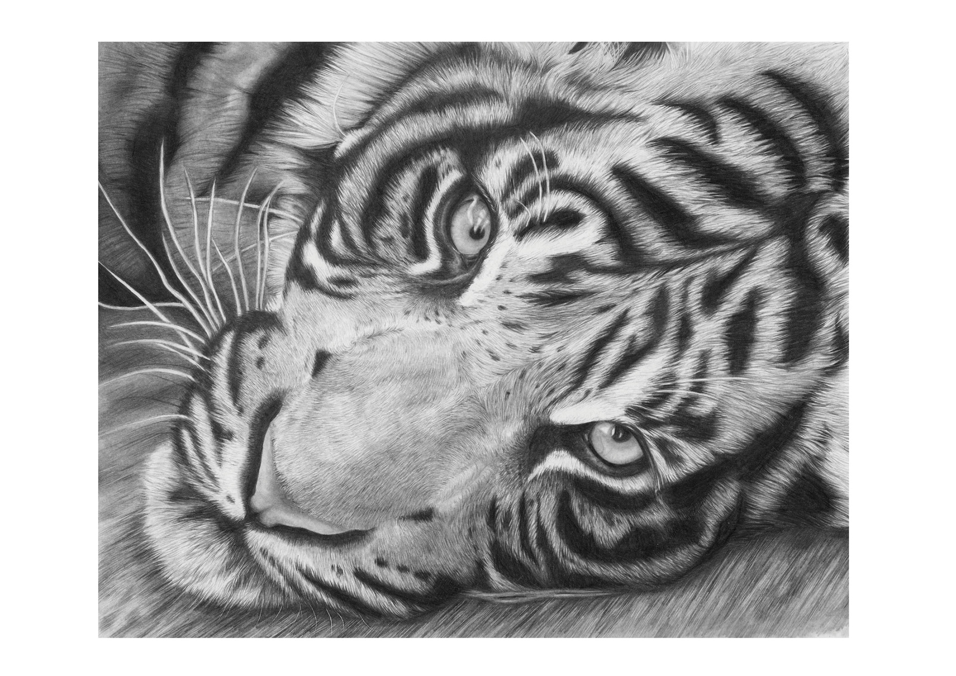 Tiger - graphite (sold)
