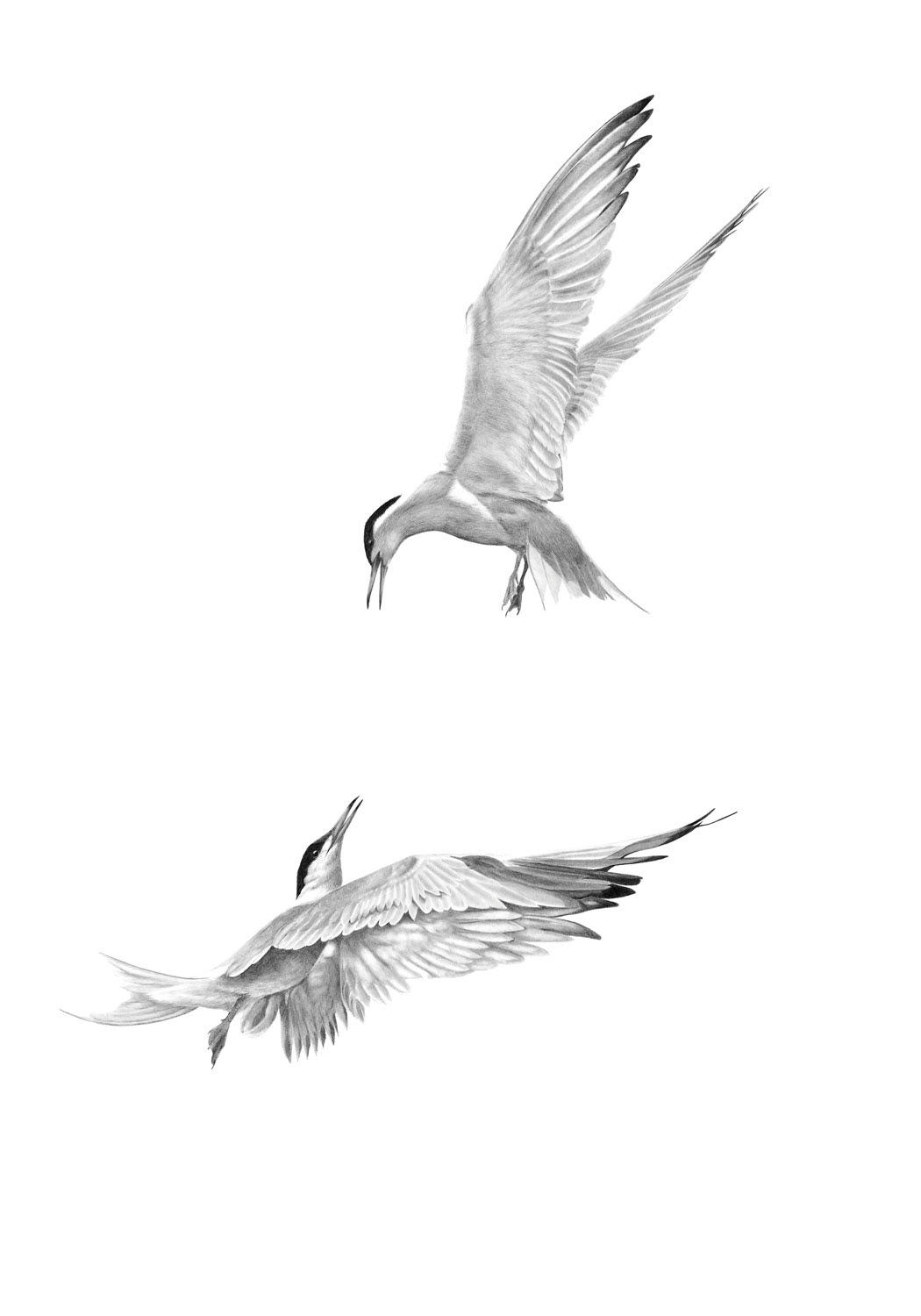 Terns - graphite (sold)