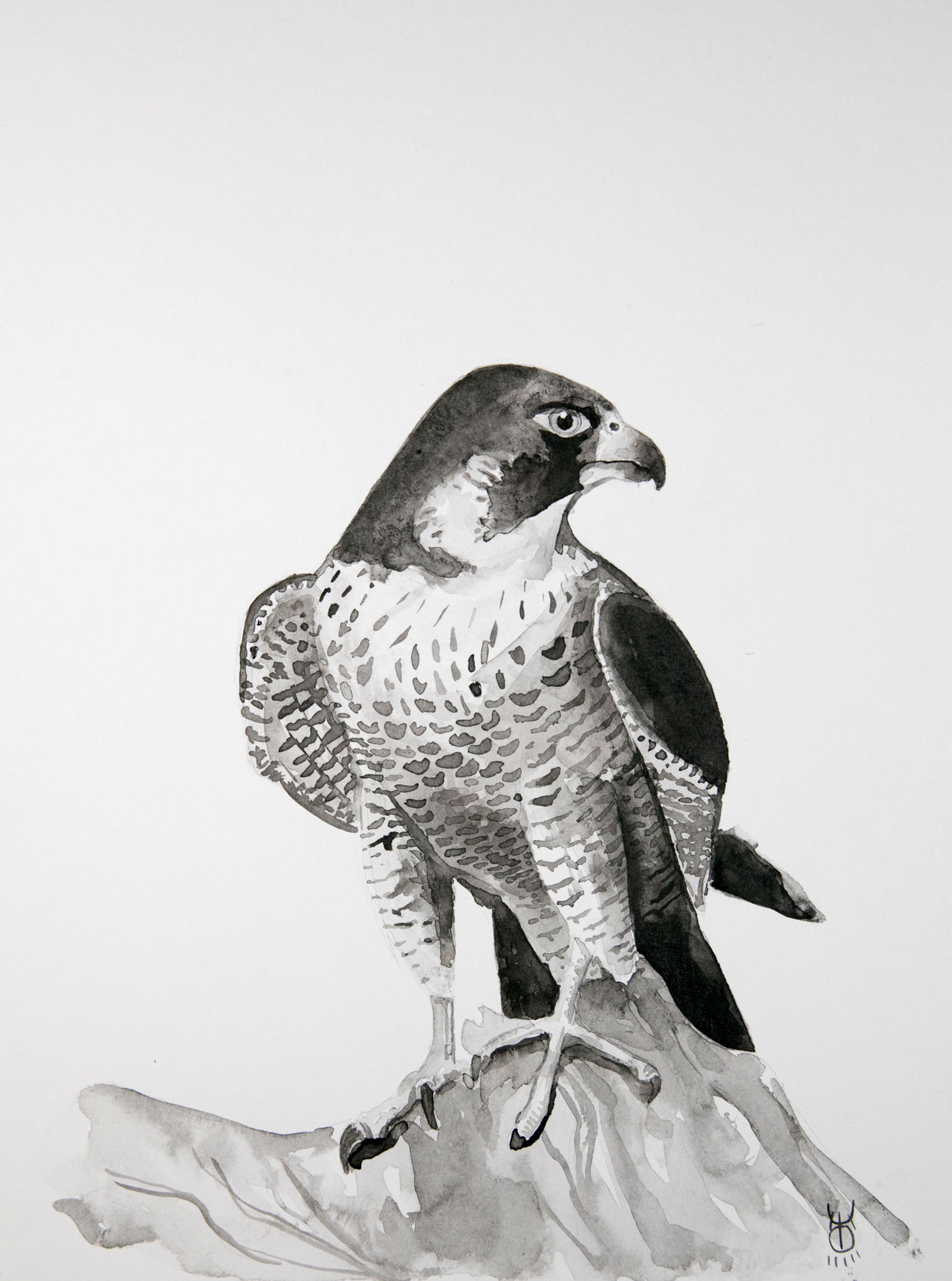 Peregrine falcon, Indian ink, 2020, 31.5 x 24cm £40