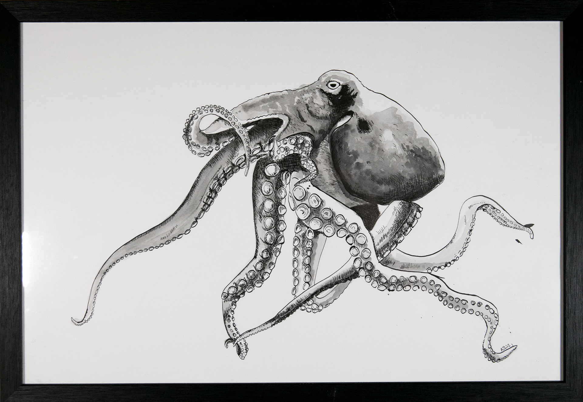 Framed octopus - Ink on paper, A3, £60