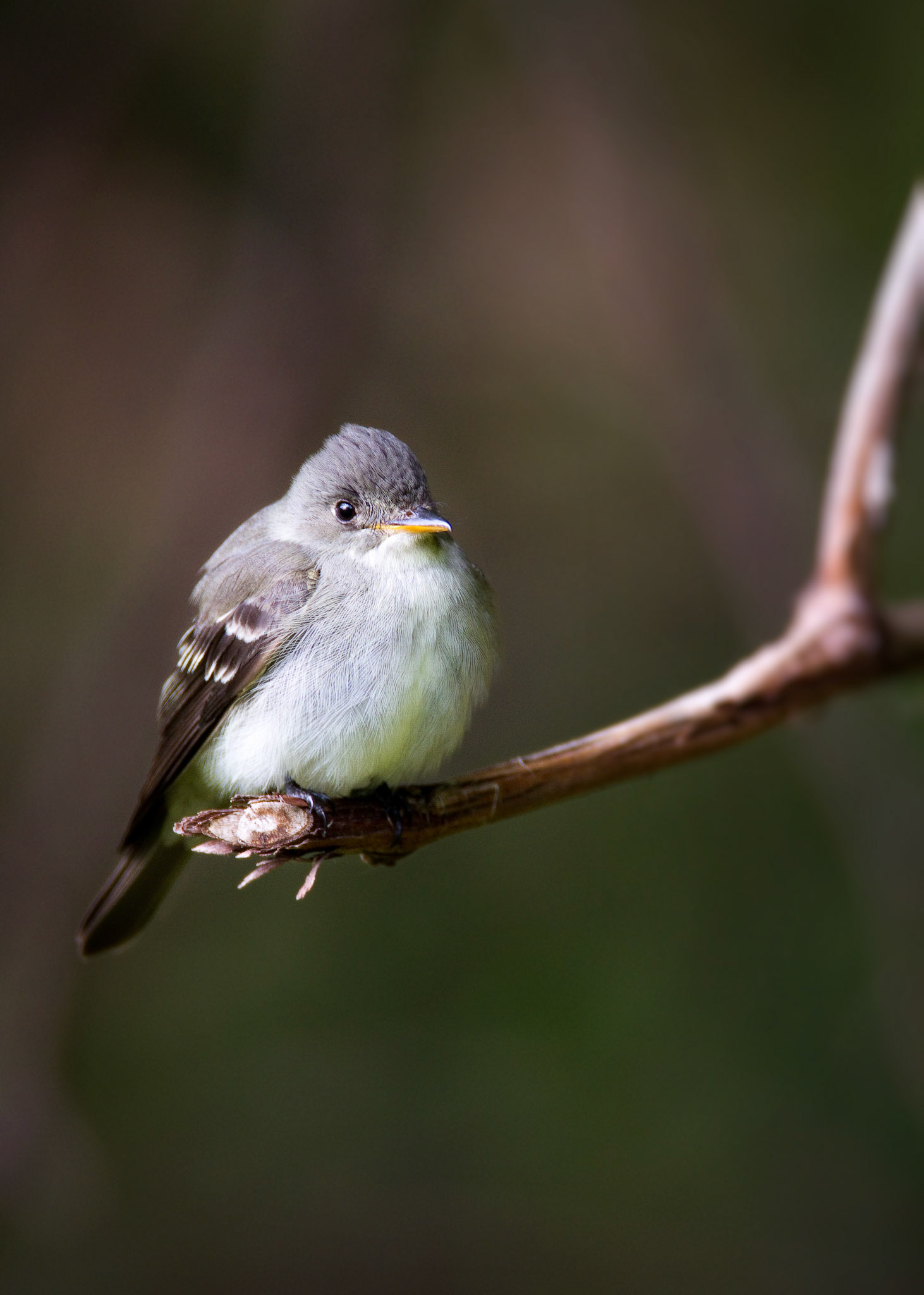 Eastern Wood-Pewee – New Jersey, USA
