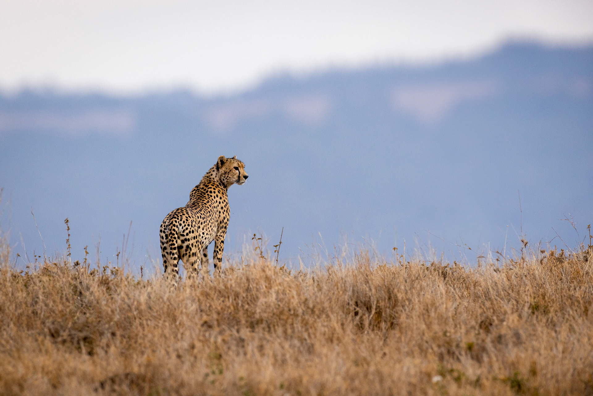 Cheetah – Lewa, Kenya