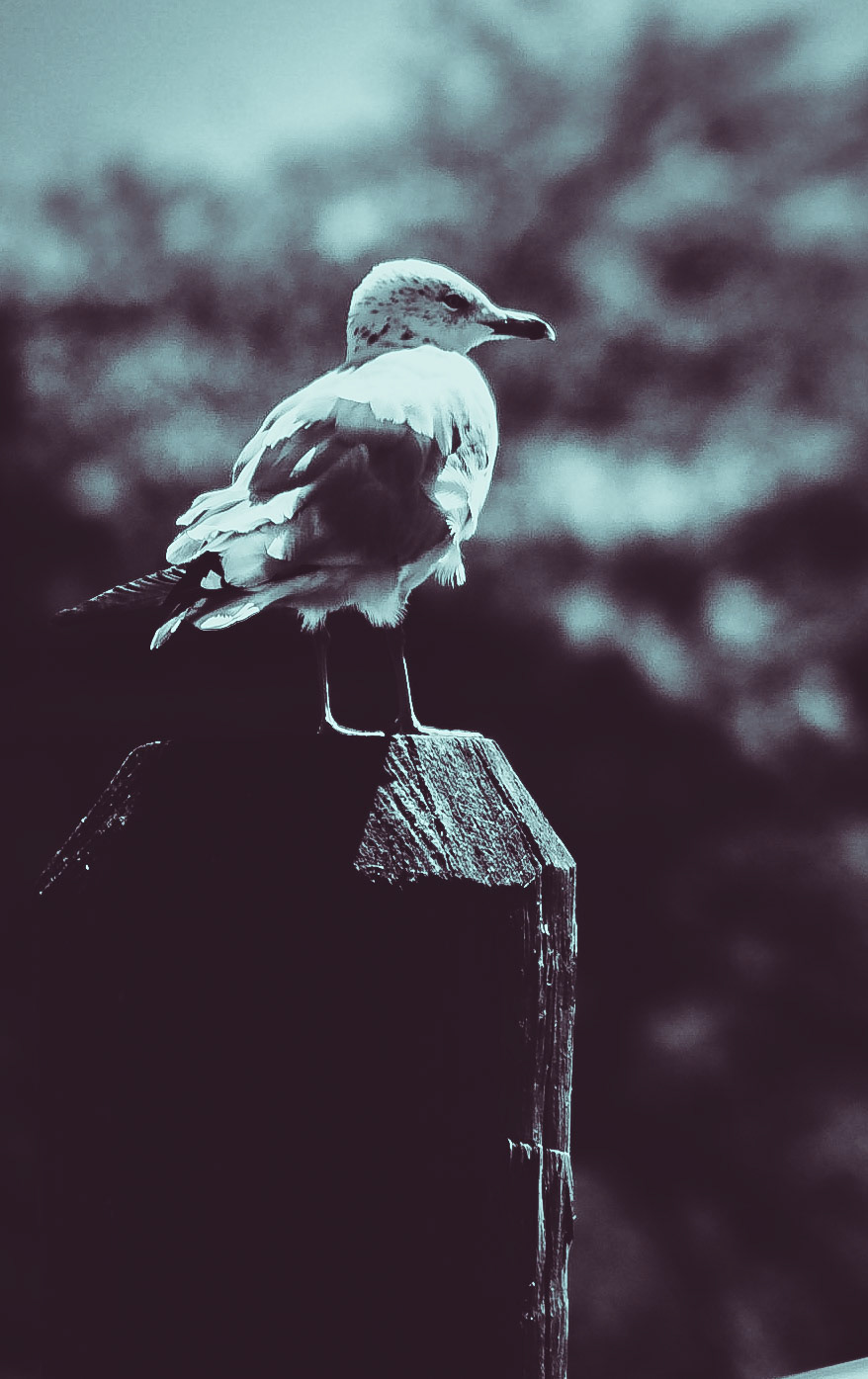 Grant Stull Photography