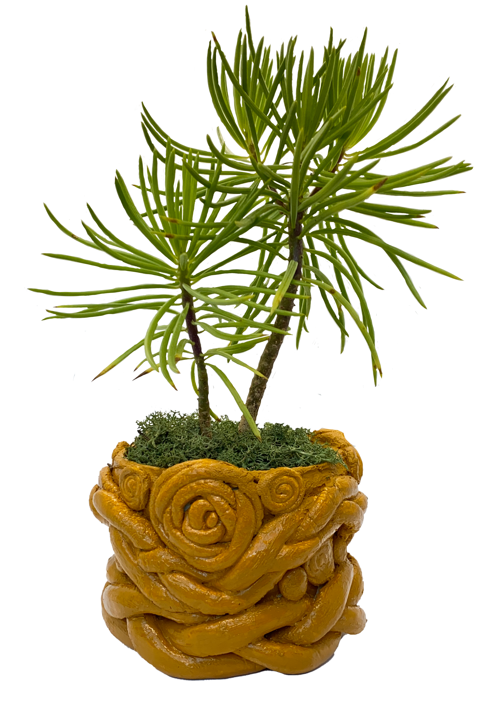 Manly's Cooperation planter shows the strength of interdependence. Interdependence is associated with relationship-enhancing behaviors and greater relationship stability over time . Specs: Diameter 4 in.; Height 4 in.