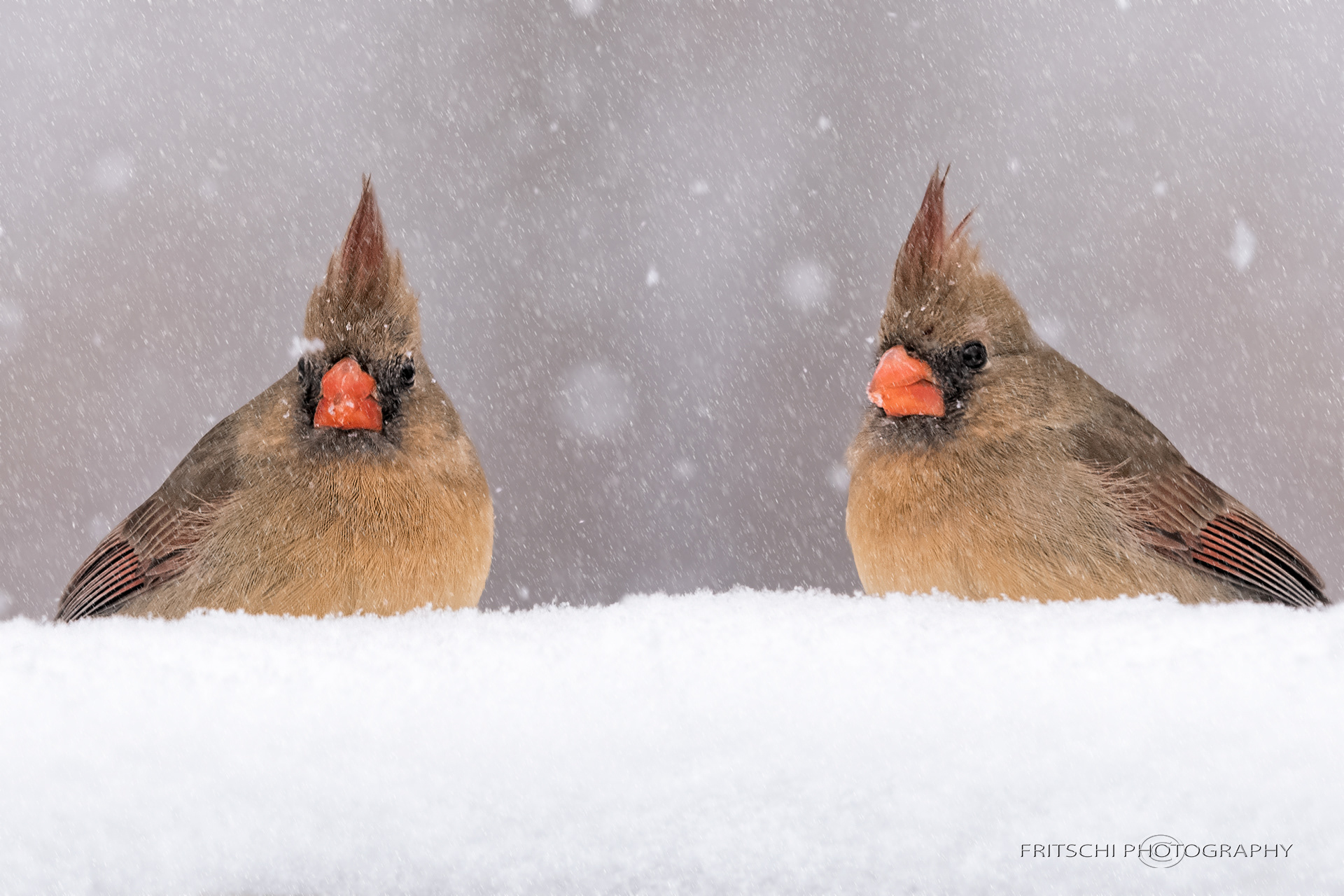 Same bird, different poses. Two birds with one shot.