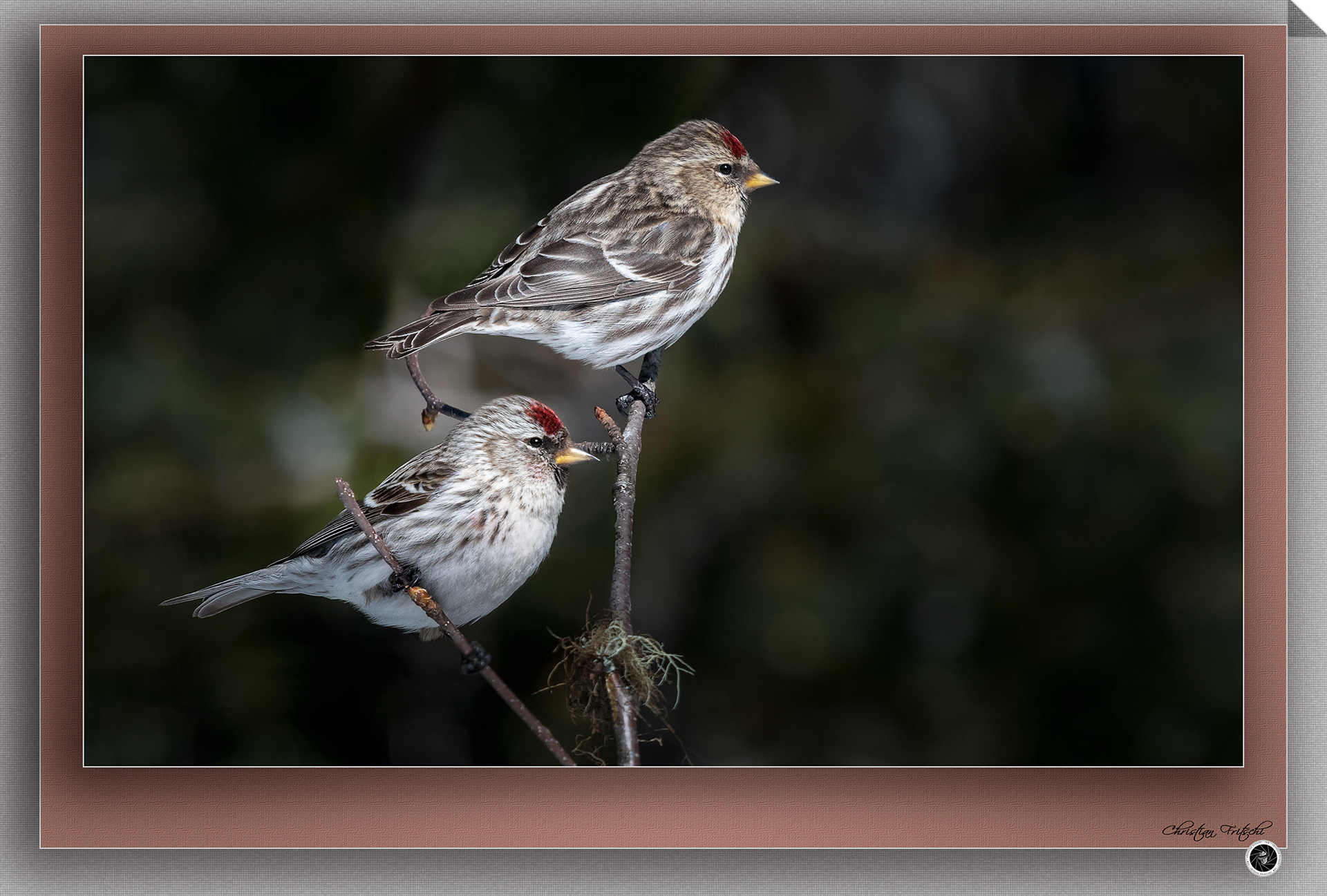 Redpolls