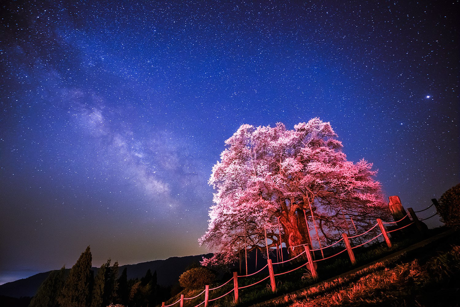 醍醐桜と天の川／岡山県真庭市