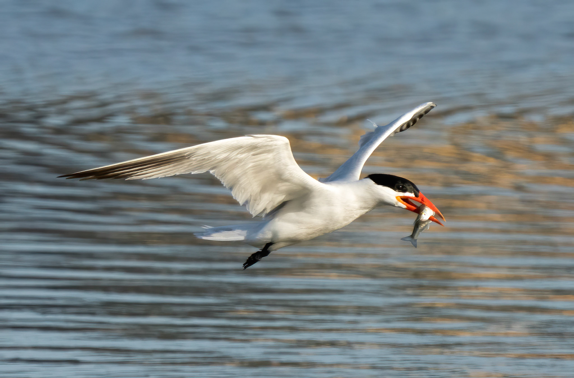Tern, San Dieguito Lagoon