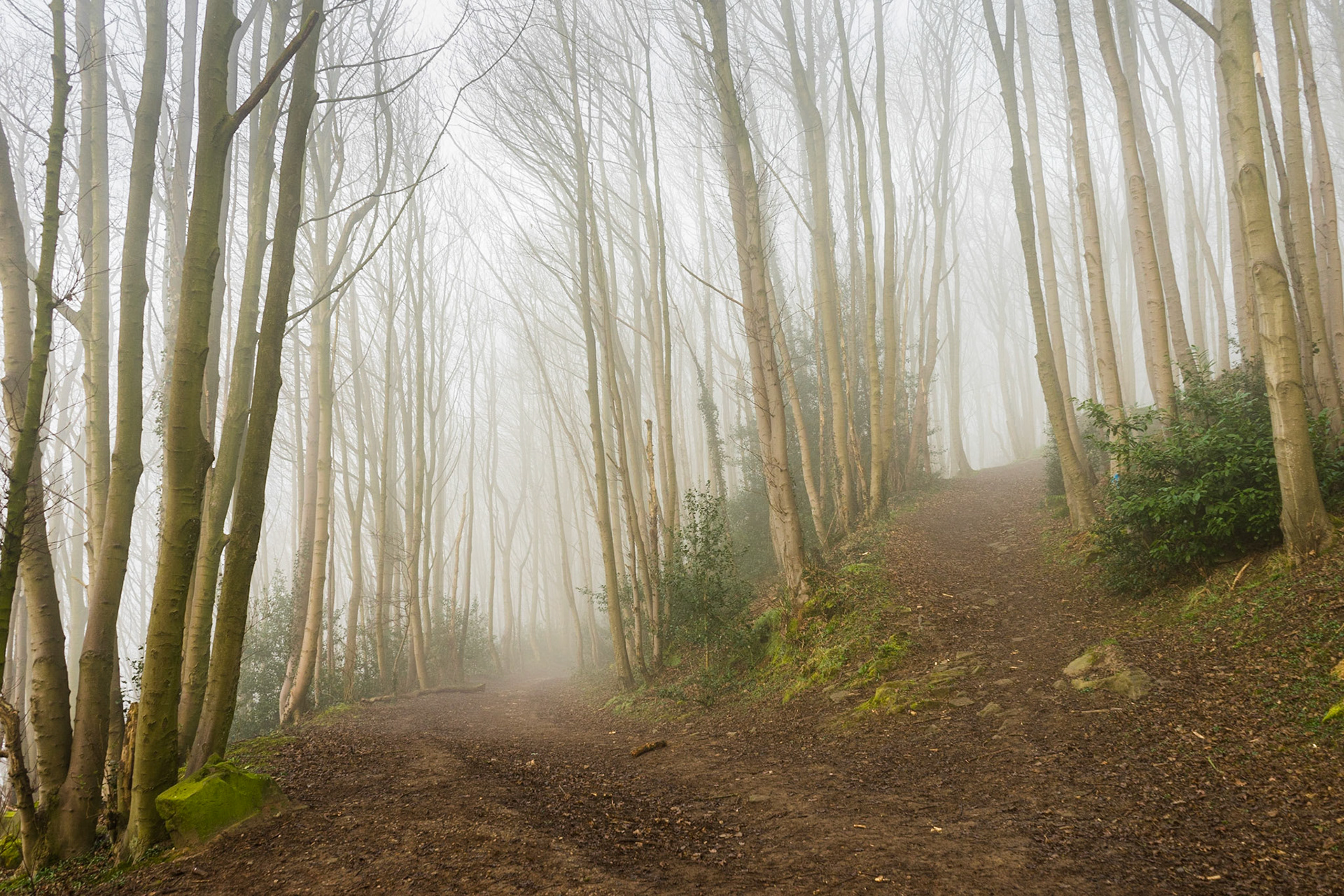 Woodland Sentinels