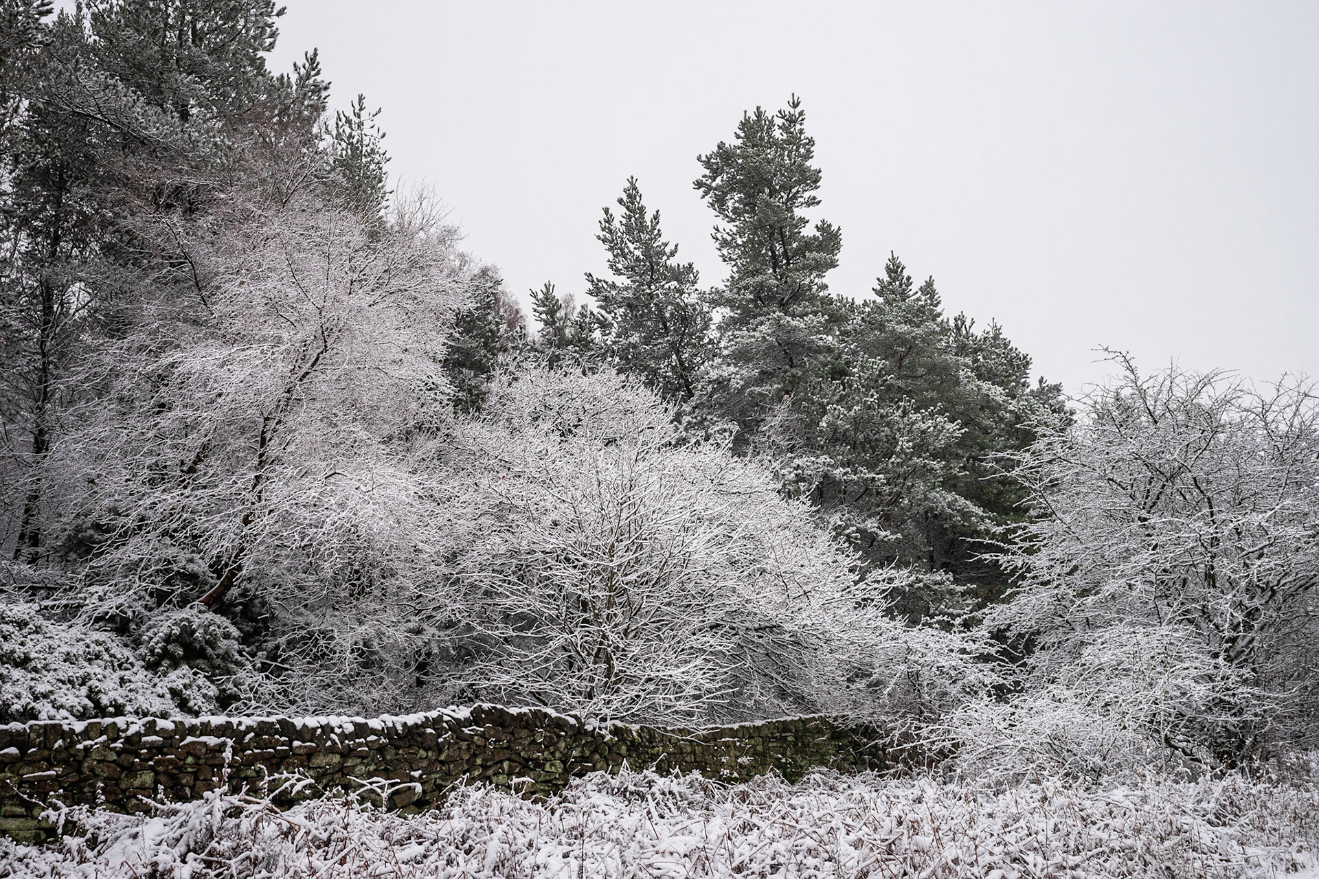 Birch and Pine