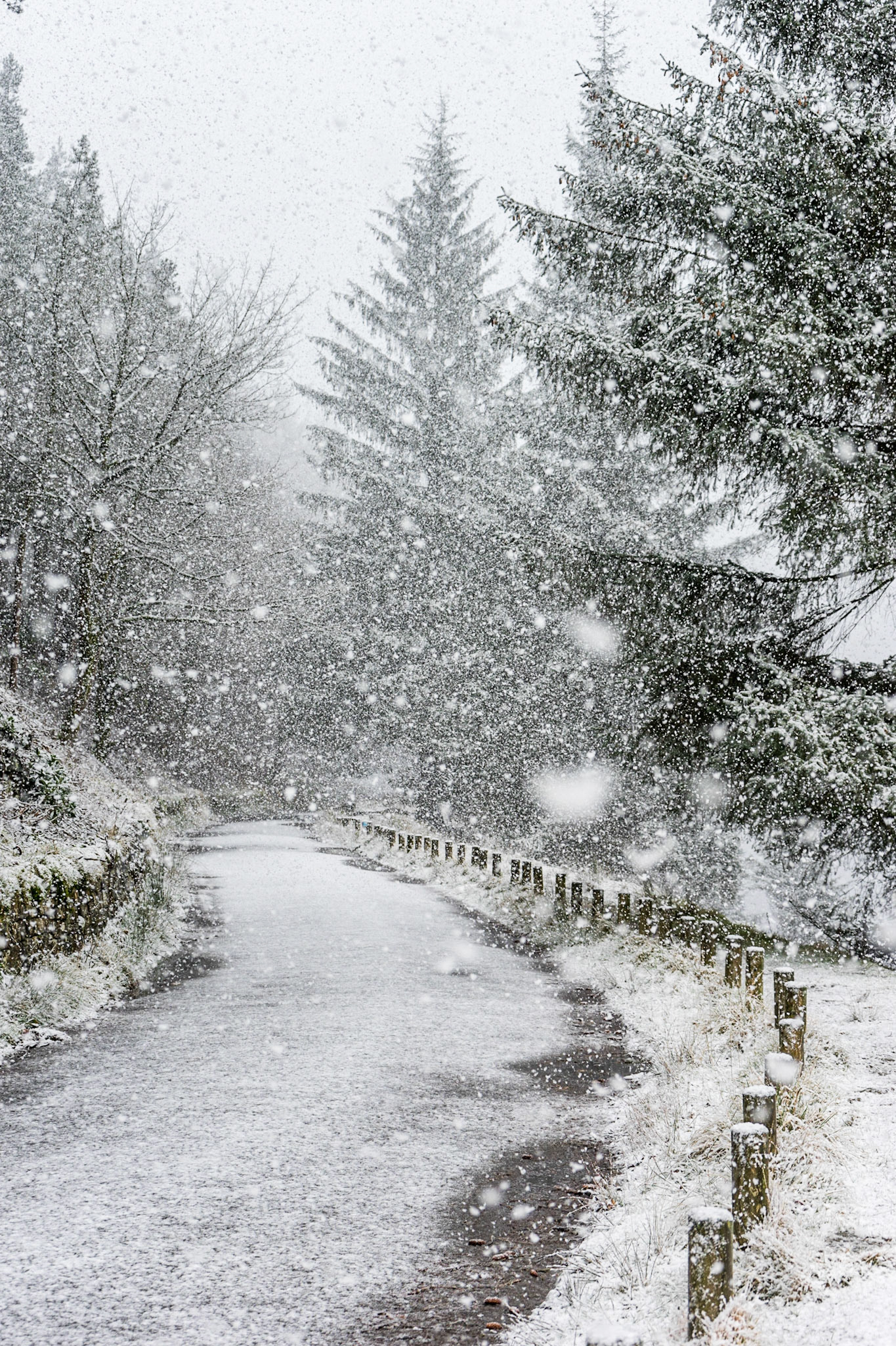 Let it Snow