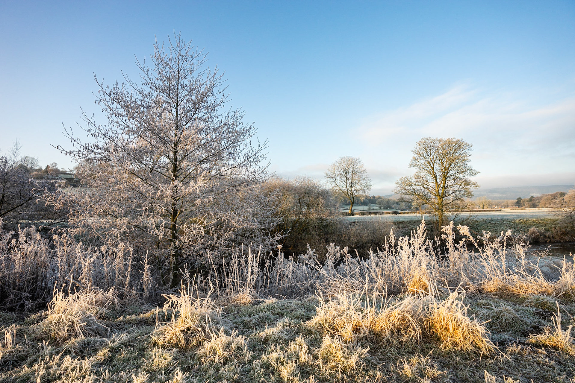Frozen Meadows