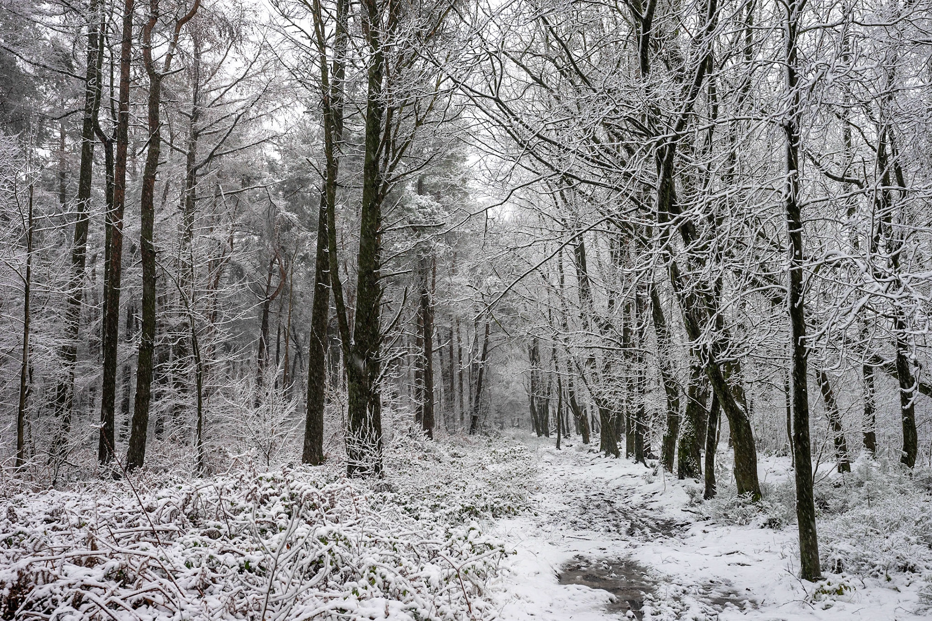 Pines Walk