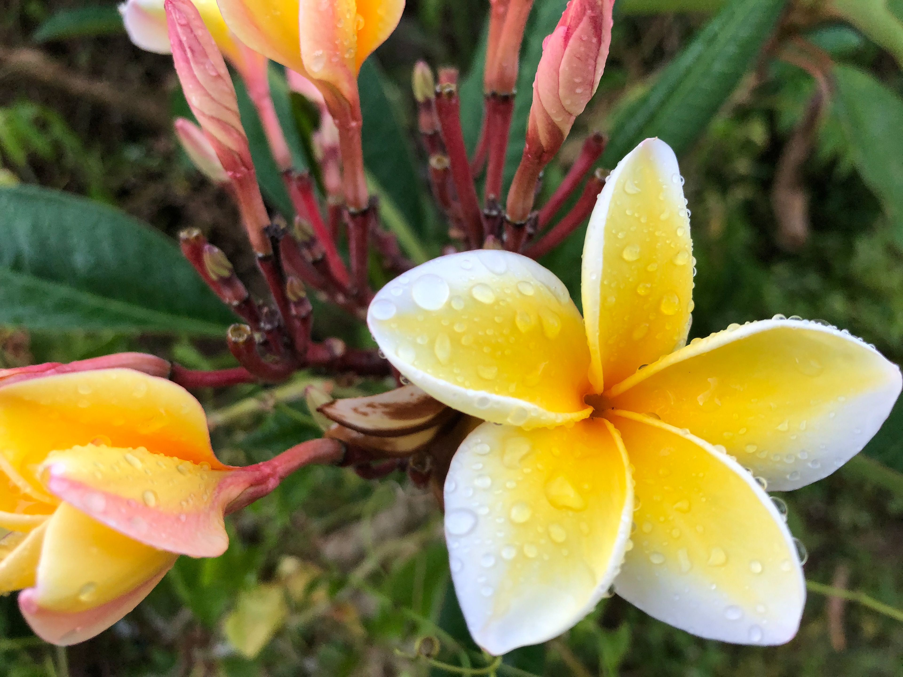 tanya gillins Nature On Guam