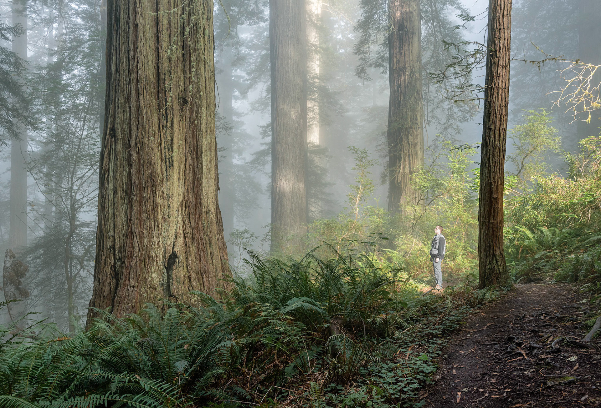 Dawn in the Redwoods