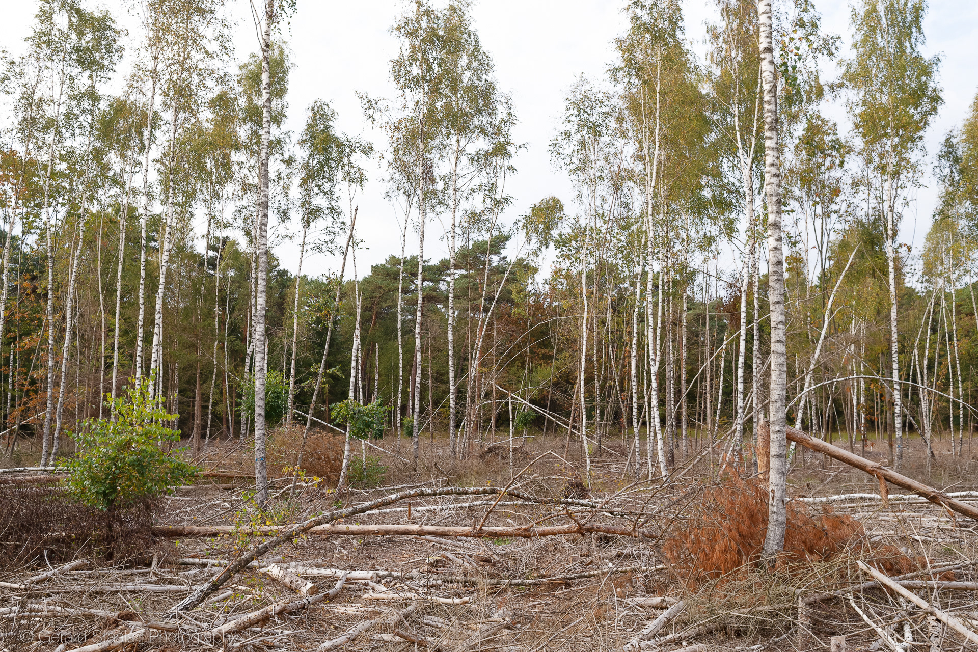 birch trees,cut forest 
