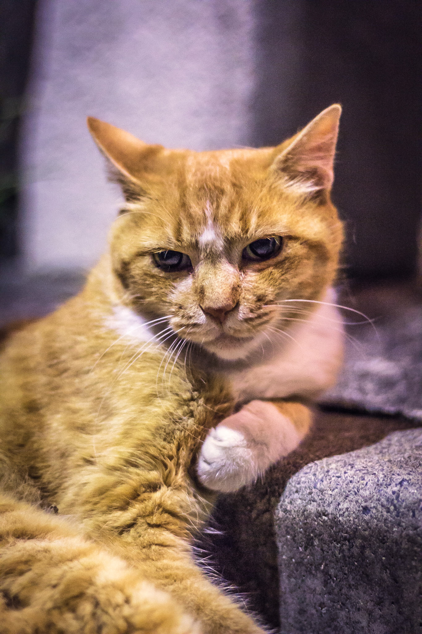 Neighborhood Highness