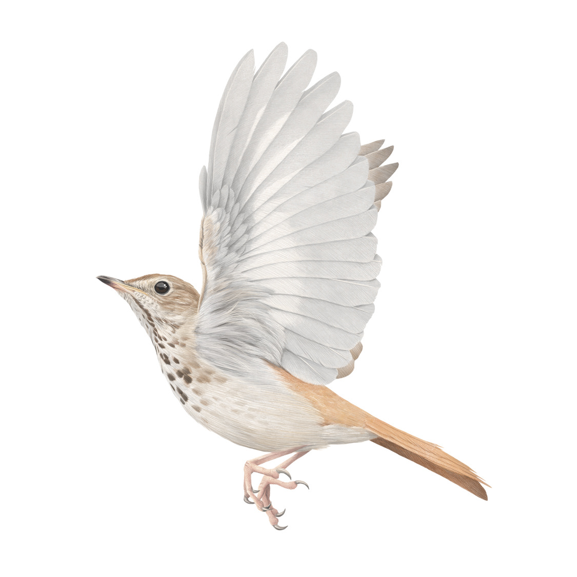 Hermit Thrush