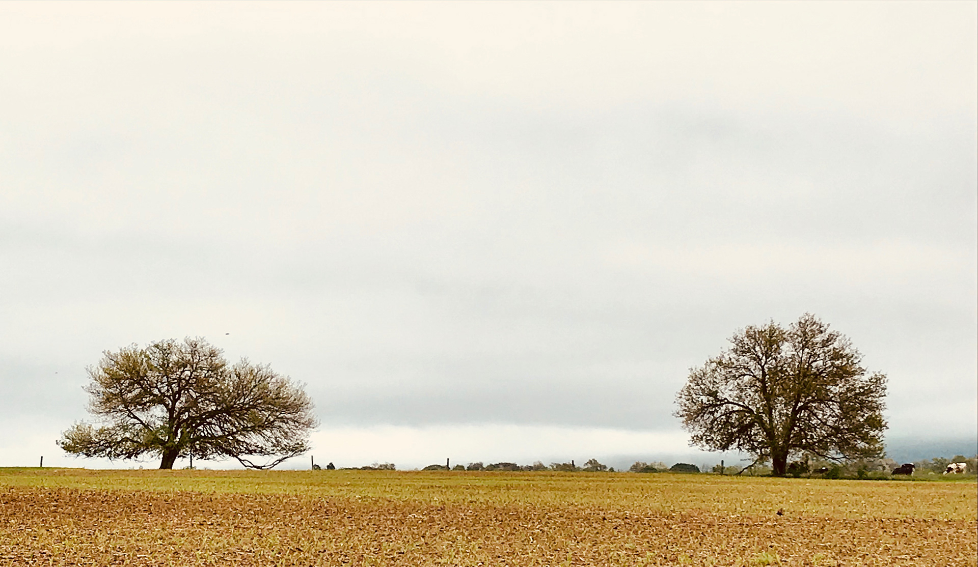 Twin Trees